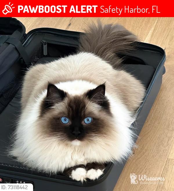 Lost Female Cat last seen bay hills blvd., Safety Harbor, FL 34695