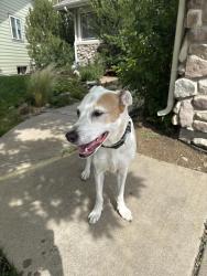 Reunited Female Dog last seen 67th Ave Greeley Co 80634, Greeley, CO 80634