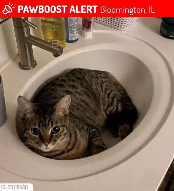 Lost Male Cat last seen E Grove St Blommington IL, Bloomington, IL 61701
