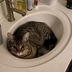 Lost Male Cat last seen E Grove St Blommington IL, Bloomington, IL 61701