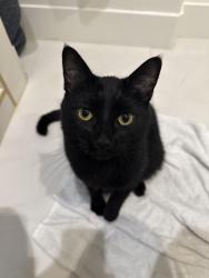 Lost Male Cat last seen Center drive, Villa Park, CA 92861