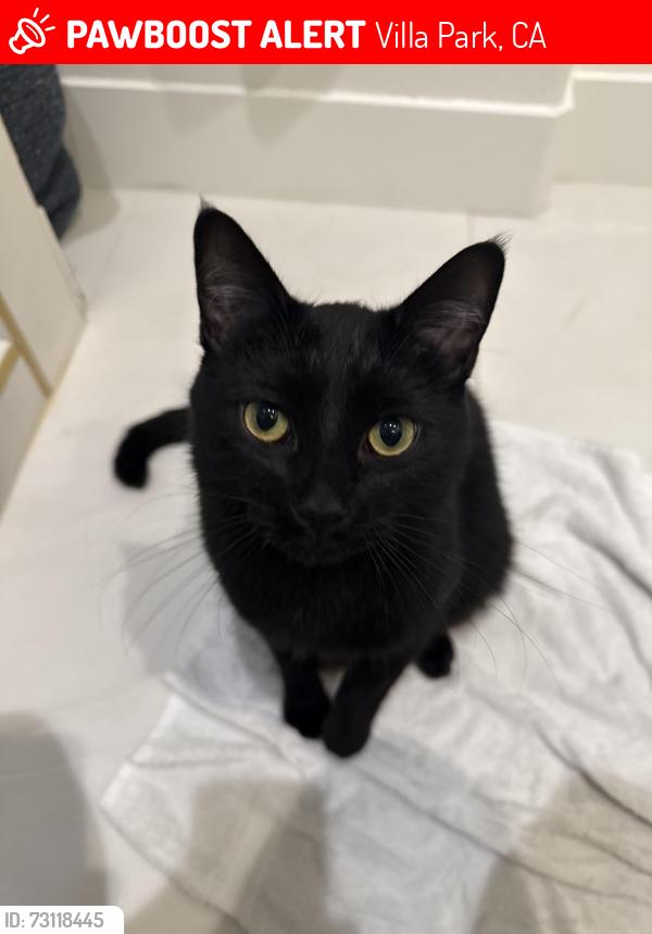 Lost Male Cat last seen Center drive, Villa Park, CA 92861