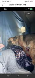 Lost Female Dog last seen South adams st, Fort Worth, TX 76110