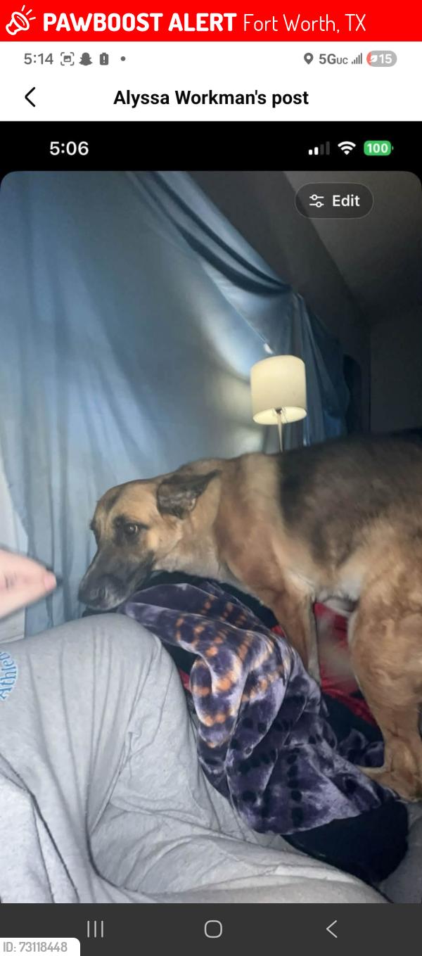 Lost Female Dog last seen South adams st, Fort Worth, TX 76110