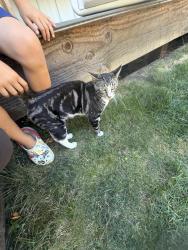 Found/Stray Unknown Cat last seen Kempton, Olympia, WA 98507