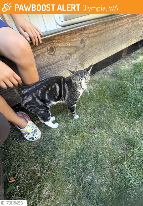 Found/Stray Unknown Cat last seen Kempton, Olympia, WA 98507