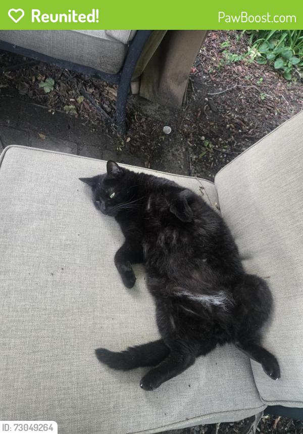 Reunited Male Cat last seen Franklin &Fuller, Grand Rapids, MI 49507