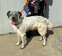 Shelter Stray Female Dog last seen Near BLOCK COTTAGEMEADOW DR, 3528 Newburg Rd, Louisville, KY 40218, USA