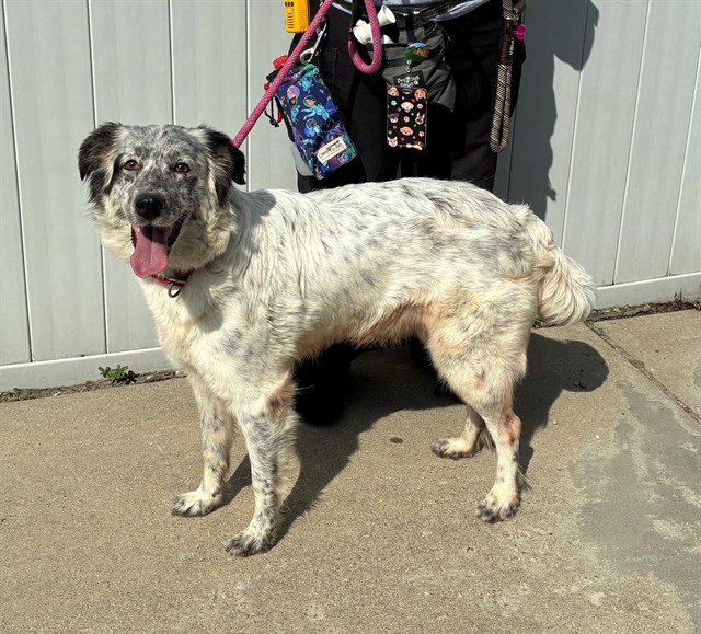 Shelter Stray Female Dog last seen Near BLOCK COTTAGEMEADOW DR, 3528 Newburg Rd, Louisville, KY 40218, USA