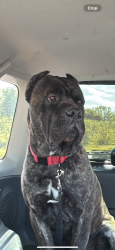 Reunited Male Dog last seen In turner kck near highland Dr and Gibbs road. Last seen going towards key in, Kansas City, KS 66106