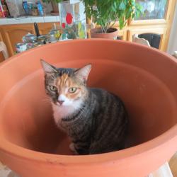 Lost Female Cat last seen francesca off of franklin blvd, Elk Grove, CA 95758
