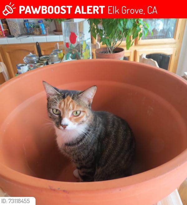Lost Female Cat last seen francesca off of franklin blvd, Elk Grove, CA 95758