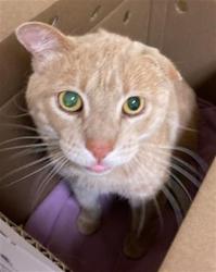 Shelter Stray Male Cat last seen NORTHVIEW DR & NORTHFIELD DR, 2127 Front St, Sacramento, CA 95818, USA