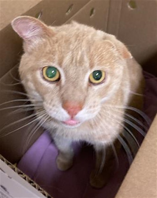 Shelter Stray Male Cat last seen NORTHVIEW DR & NORTHFIELD DR, 2127 Front St, Sacramento, CA 95818, USA