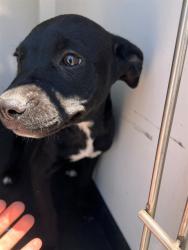 Shelter Stray Female Dog last seen Near BLK PLANZ RD, BAKERSFIELD CA, 201 S Mt Vernon Ave, Bakersfield, CA 93307, USA