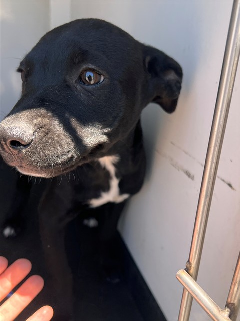 Shelter Stray Female Dog last seen Near BLK PLANZ RD, BAKERSFIELD CA, 201 S Mt Vernon Ave, Bakersfield, CA 93307, USA