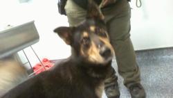 Shelter Stray Male Dog last seen CHARLOTTE, 8315 Byrum Dr, Charlotte, NC 28217, USA