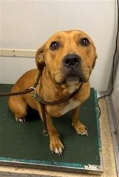 Shelter Stray Female Dog last seen , 4275 Elton St, Baldwin Park, CA 91706, USA