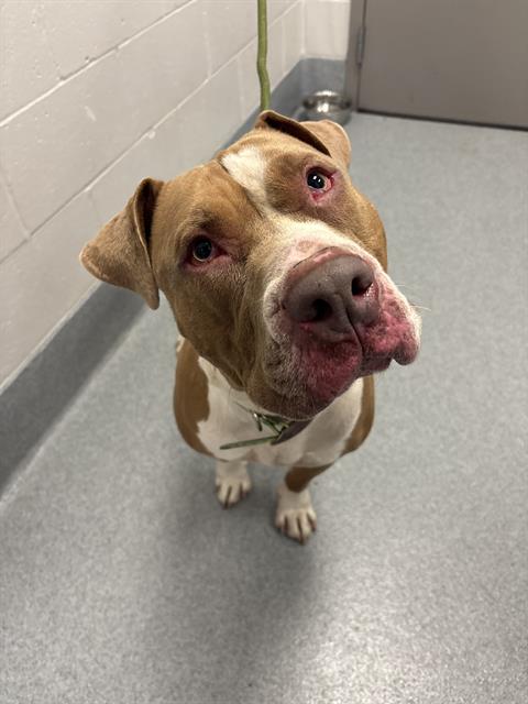 Shelter Stray Male Dog last seen Near, 2600 S Harding St, Indianapolis, IN 46221, USA