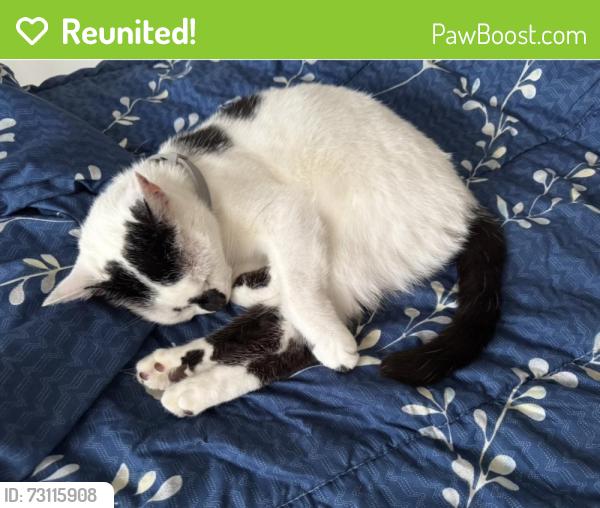 Reunited Female Cat last seen Grounded Cafe Bedminster, Bristol City, England BS3 4HL