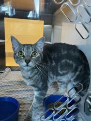 Shelter Stray Female Cat last seen LINDEN WALK LN, 8311 Freedom Dr, Pearland, TX 77581, USA