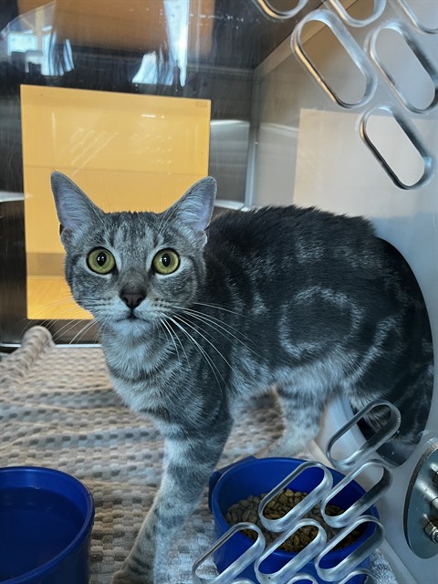 Shelter Stray Female Cat last seen LINDEN WALK LN, 8311 Freedom Dr, Pearland, TX 77581, USA
