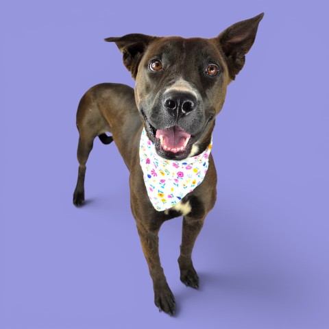 Shelter Stray Female Dog last seen Near BLOCK 33 HWY, FELLOWS CA 93224, 3951 Fruitvale Ave, Bakersfield, CA 93308, USA