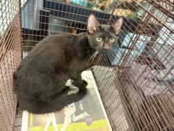 Shelter Stray Female Cat last seen , West Valley Animal Shelter, 20655 Plummer St, Chatsworth, CA 91311, USA