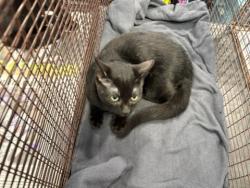 Shelter Stray Female Cat last seen , West Valley Animal Shelter, 20655 Plummer St, Chatsworth, CA 91311, USA