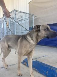 Shelter Stray Male Dog last seen Near BLOCK FRANCIS ST, BAKERSFIELD CA 93308, 3951 Fruitvale Ave, Bakersfield, CA 93308, USA