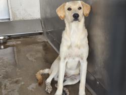 Shelter Stray Male Dog last seen 14TH ST X SEPULVEDA, 333 Chandler Pl, San Bernardino, CA 92408, USA