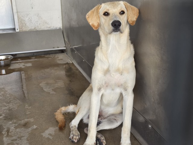 Shelter Stray Male Dog last seen 14TH ST X SEPULVEDA, 333 Chandler Pl, San Bernardino, CA 92408, USA