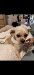 Reunited Male Dog last seen Near Sereno Dr, El Paso, TX 79907, USA, El Paso, TX 79907