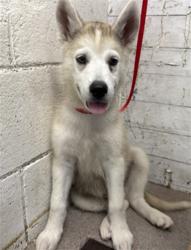 Shelter Stray Male Dog last seen WILSON ST X W UNION ST, 333 Chandler Pl, San Bernardino, CA 92408, USA