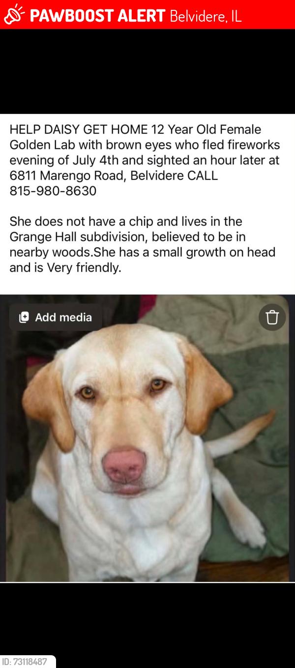Lost Female Dog last seen Marengo rd and Grange Hll rd. Belvidere IL, Belvidere, IL 61008