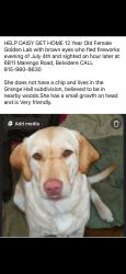 Lost Female Dog last seen Marengo rd and Grange Hll rd. Belvidere IL, Belvidere, IL 61008