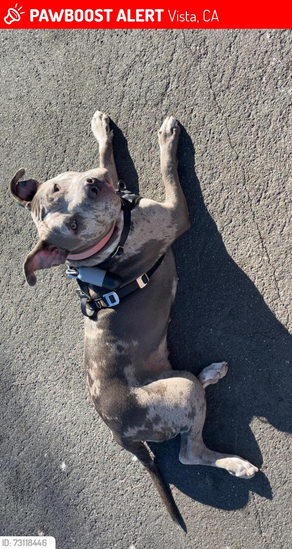 Lost Female Dog last seen Near Woodrail Dr., Vista, CA 92083, Vista, CA 92083