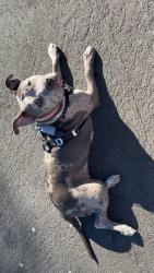 Lost Female Dog last seen Near Woodrail Dr., Vista, CA 92083, Vista, CA 92083