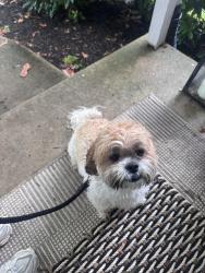 Found/Stray Male Dog last seen Revere road and Yorkshire way, Dilworthtown, PA 19382