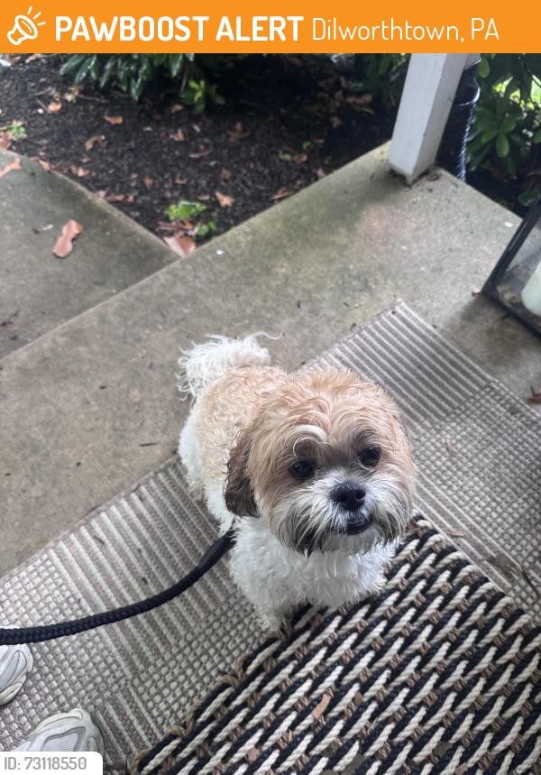 Found/Stray Male Dog last seen Revere road and Yorkshire way, Dilworthtown, PA 19382
