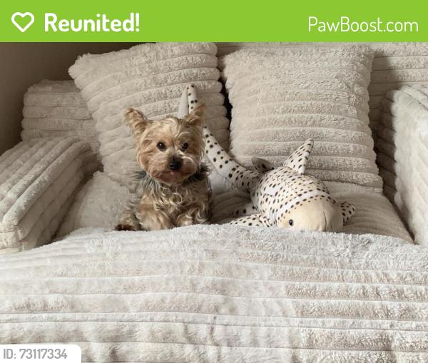 Reunited Male Dog last seen Accolade way and Cassowary, Conroe, TX 77385