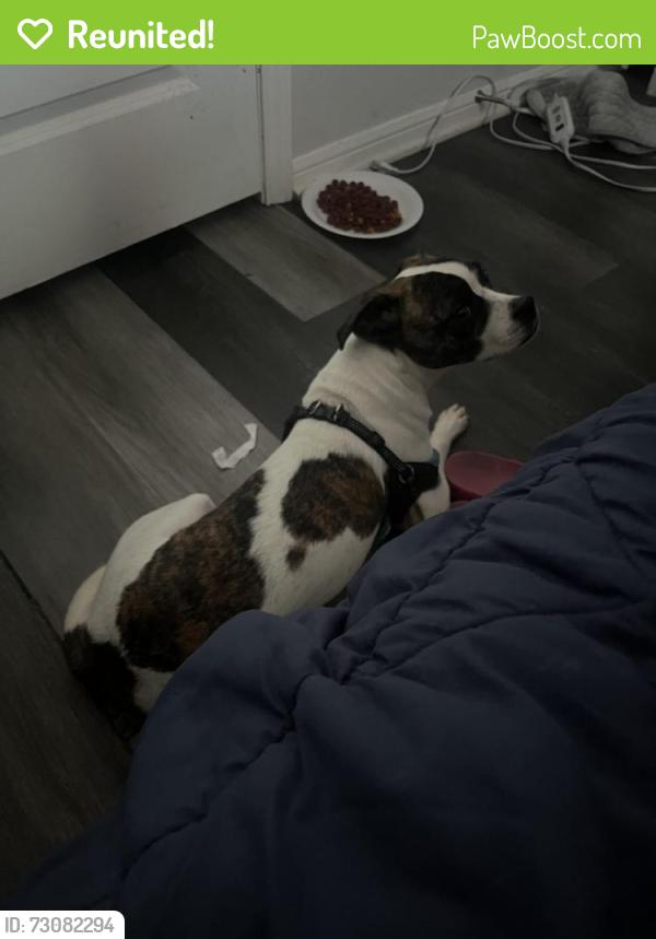 Reunited Female Dog last seen dollar general across from the train tracks, La Marque, TX 77568