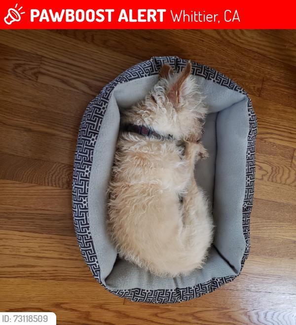 Lost Female Dog last seen Friends Ave and Beverly Blvd, Whittier, CA 90601