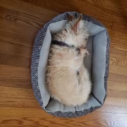 Lost Female Dog last seen Friends Ave and Beverly Blvd, Whittier, CA 90601
