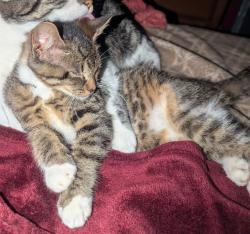 Lost Female Cat last seen Aaron/Abraham Drive, Parma, OH 44130