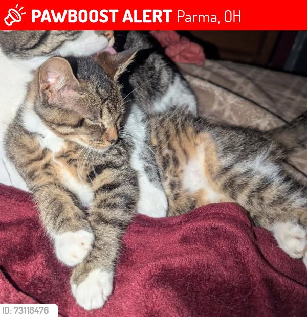 Lost Female Cat last seen Aaron/Abraham Drive, Parma, OH 44130