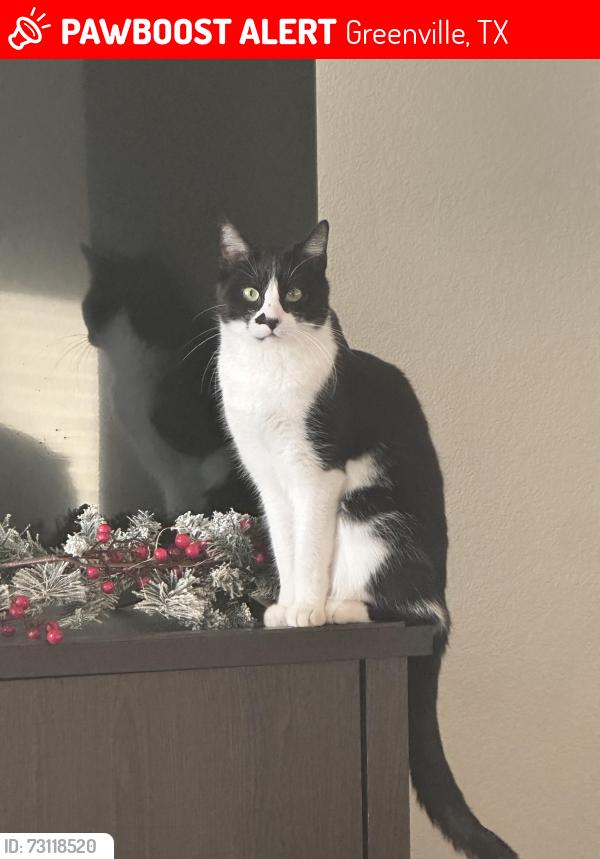 Lost Male Cat last seen Montana dr , pepperport, Nevada st, Greenville, TX 75402