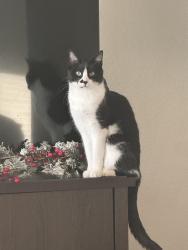 Lost Male Cat last seen Montana dr , pepperport, Nevada st, Greenville, TX 75402
