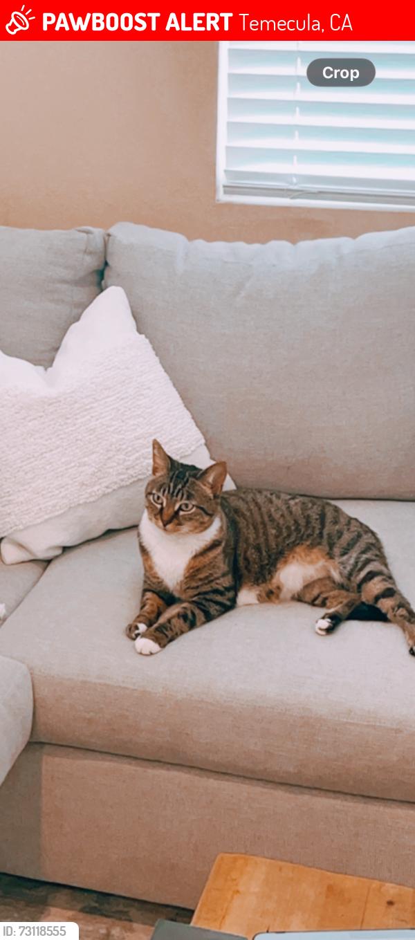Lost Female Cat last seen Near corte cantera, Temecula, CA 92591