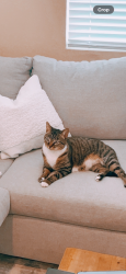 Lost Female Cat last seen Near corte cantera, Temecula, CA 92591